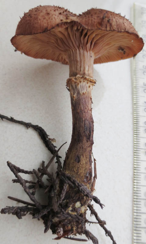 Armillaria gallica Armillaria gallica